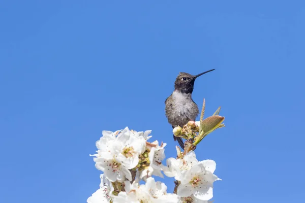 Hummingbird Perched Fruit Tree Blossoms Spring — Stock Photo, Image