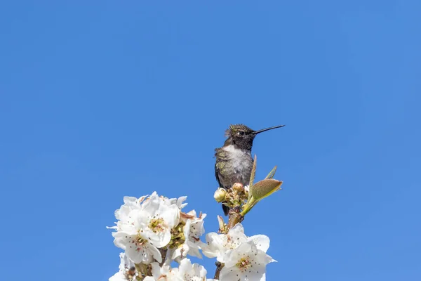 Colibrí Encaramado Las Flores Los Árboles Frutales Primavera — Foto de Stock