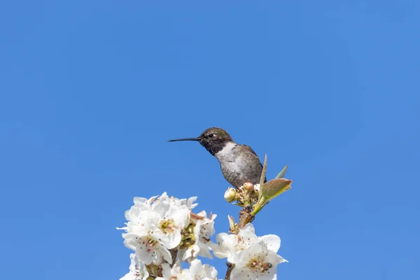 Colibrí Encaramado Las Flores Los Árboles Frutales Primavera —  Fotos de Stock