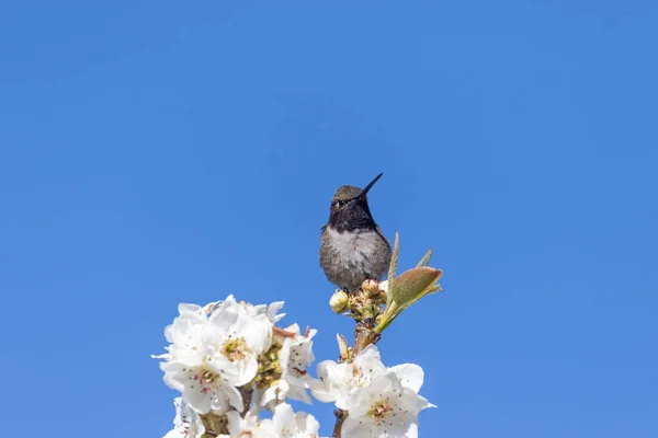 Kolibri Sittande Fruktträd Blommar Våren — Stockfoto