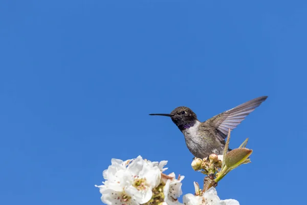 Hummingbird Perched Fruit Tree Blossoms Spring — Stock Photo, Image