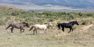 Utah çölünde ilkbaharda vahşi atlar