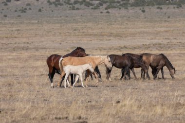 Utah çölünde ilkbaharda vahşi atlar
