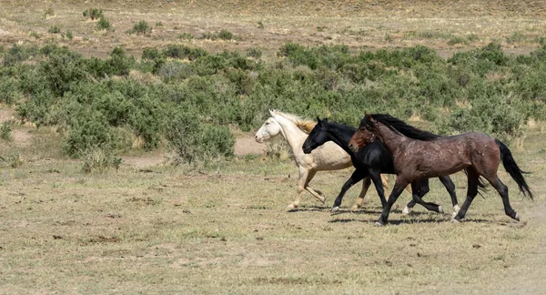 Cavalli Selvatici Primavera Nel Deserto Dello Utah — Foto Stock