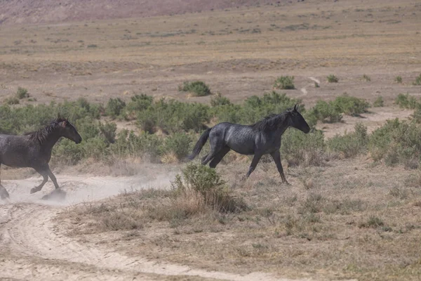 Wild Horses Spring Utah Desert — Stock Photo, Image