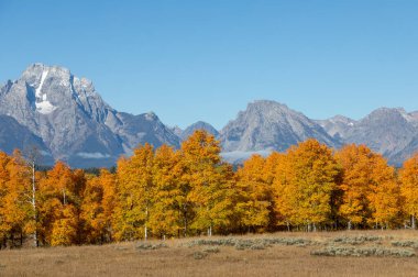 Grand Teton Ulusal Parkı Wyoming 'de manzaralı bir sonbahar manzarası.