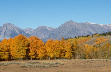 Grand Teton Ulusal Parkı Wyoming 'de manzaralı bir sonbahar manzarası.
