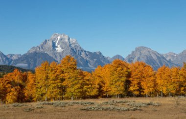 Grand Teton Ulusal Parkı Wyoming 'de manzaralı bir sonbahar manzarası.
