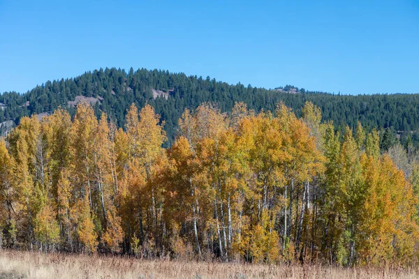 Eine Malerische Herbstlandschaft Grand Teton National Park Wyoming — Stockfoto