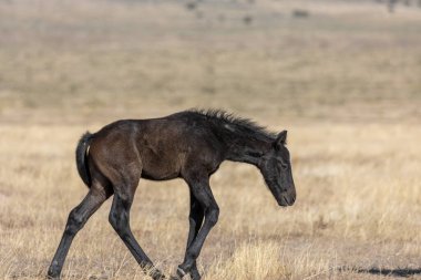 Utah Çölü 'nde baharda tatlı bir at yavrusu.