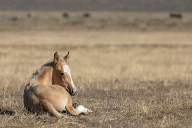 Utah Çölü 'nde baharda tatlı bir at yavrusu.