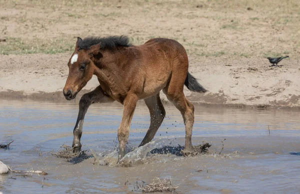 Симпатичный Жеребец Дикой Лошади Весной Пустыне Юта — стоковое фото