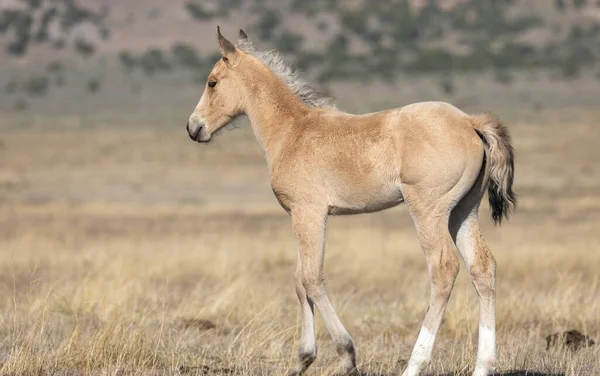 Cute Wild Horse Foal Spring Utah Desert — Stock Photo, Image