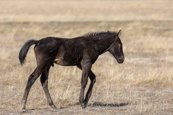 Cute Wild Horse Foal Spring Utah Desert — Stock Photo, Image