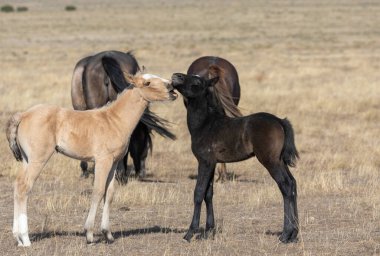 Utah çölünde baharda tatlı vahşi at tayları