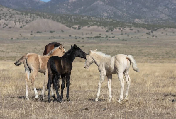 Słodkie Dzikie Źrebaki Koni Wiosną Pustyni Utah — Zdjęcie stockowe