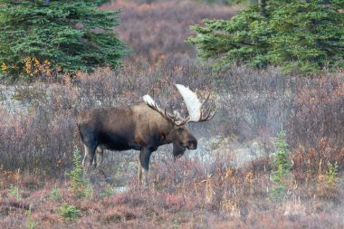 Alaska Yukon geyiği Sonbaharda Denali Ulusal Parkı 'nda