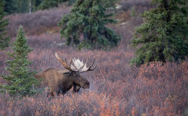 Alaska Yukon Stier Eland Denali National Park Herfst — Stockfoto