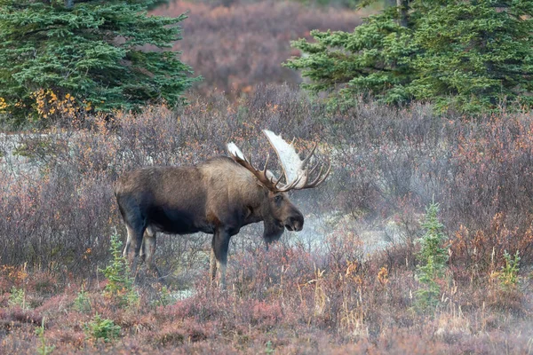 Alaska Yukon Bull Moose Denali National Park Autumn — Stock Photo, Image