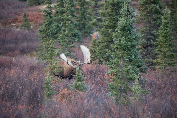 Alasca Yukon Touro Alce Parque Nacional Denali Outono — Fotografia de Stock