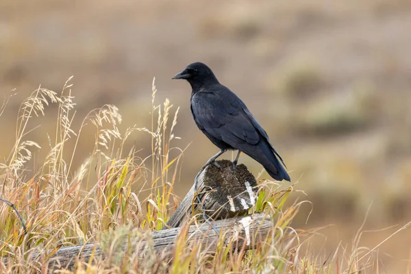 Raven Perched Autumn Grand Teton National Park Wyoming — Stock Photo, Image