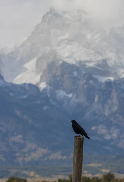 Corbeau Perché Automne Dans Parc National Grand Teton Wyoming — Photo