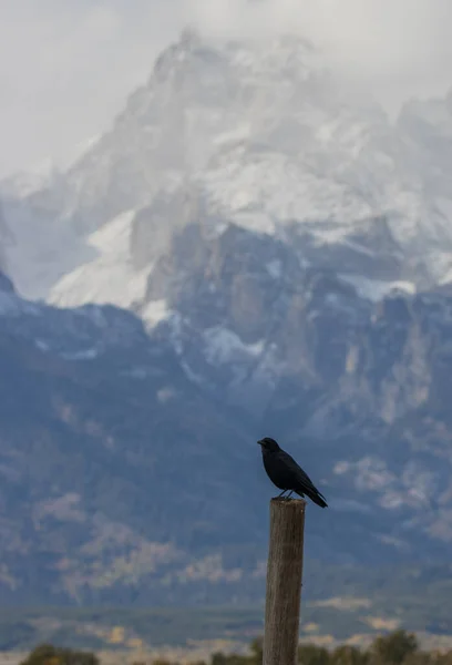 Kruk Siedzący Jesienią Parku Narodowym Grand Teton Wyoming — Zdjęcie stockowe