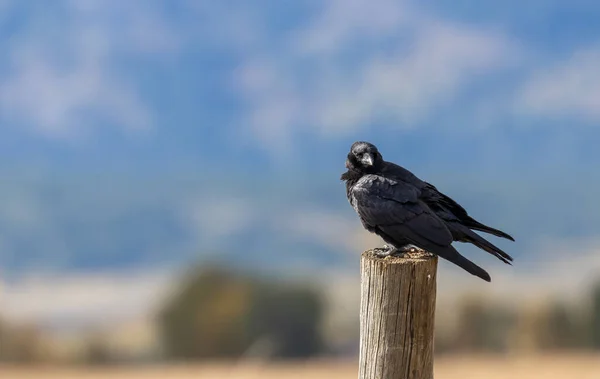 Raven Perched Autumn Grand Teton National Park Wyoming — Stock Photo, Image