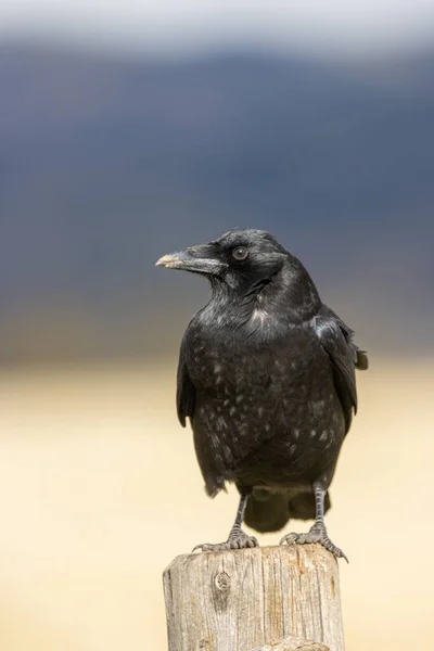 Raven Perched Autumn Grand Teton National Park Wyoming — Stock Photo, Image