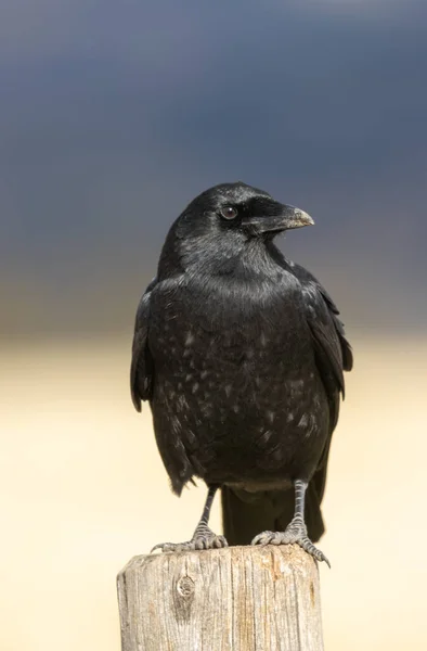 Raven Perched Autumn Grand Teton National Park Wyoming — Stock Photo, Image