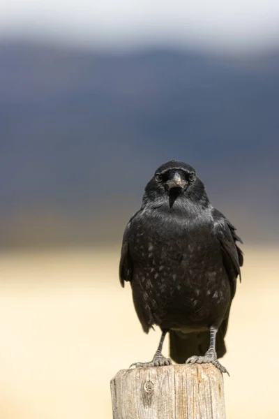 Raven Perched Autumn Grand Teton National Park Wyoming — Stock Photo, Image