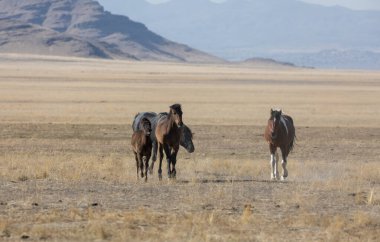 Utah çölünde ilkbaharda vahşi atlar