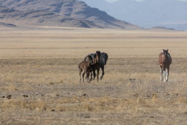 Utah çölünde ilkbaharda vahşi atlar