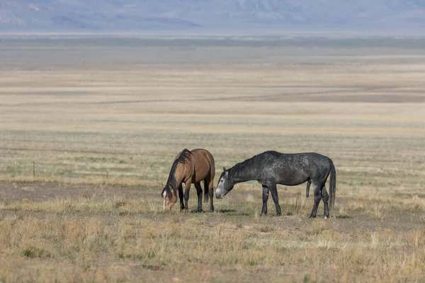 Divoké Koně Jaře Poušti Utah — Stock fotografie