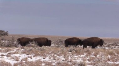 Amerikan Bizonu kışın Kuzey Arizona 'daki Raymond Çiftliği Vahşi Yaşam Bölgesi' nde.