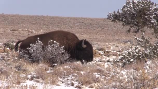 Bisonte Americano Inverno Presso Raymond Ranch State Wildlife Area Nel — Video Stock