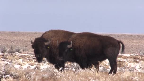 Amerikansk Bisonoxe Vintern Raymond Ranch State Wildlife Område Norra Arizona — Stockvideo