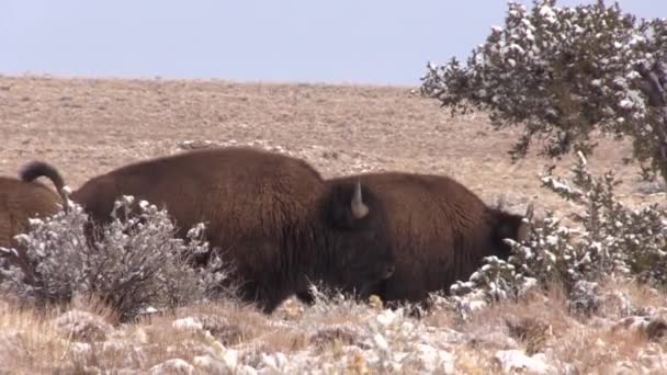 Bisonte Americano Inverno Presso Raymond Ranch State Wildlife Area Nel — Video Stock