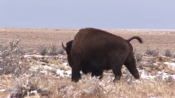 Americký Bizon Zimě Oblasti Raymond Ranch State Wildlife Severní Arizoně — Stock video