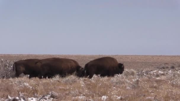 Bison American Musim Dingin Raymond Ranch State Wildlife Area Utara — Stok Video