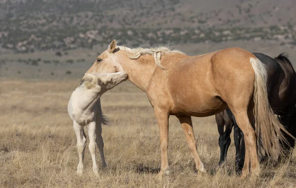 Uma Égua Cavalo Selvagem Seu Potro Bonito Deserto Utah Primavera — Fotografia de Stock