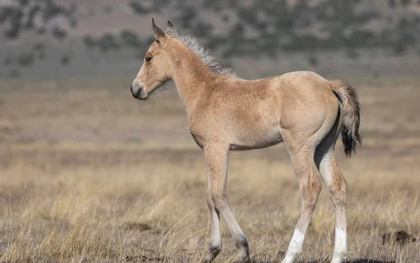 Cute Wild Horse Foal Utah Desert Spring — Stock Photo, Image