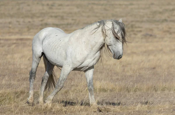 春天犹他州沙漠中的一匹雄伟的野马 — 图库照片