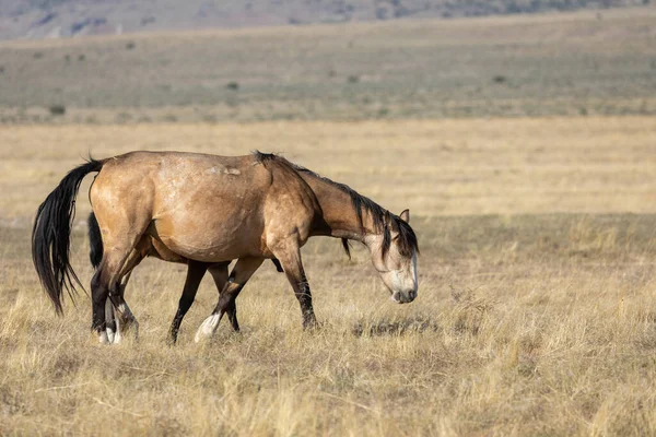 Majestuoso Caballo Salvaje Primavera Desierto Utah — Foto de Stock