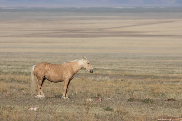 Majestoso Cavalo Selvagem Primavera Deserto Utah — Fotografia de Stock