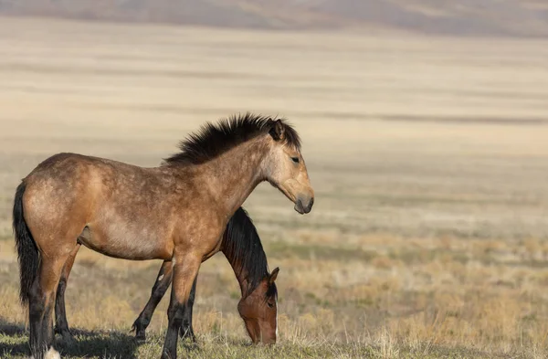 Majestoso Cavalo Selvagem Primavera Deserto Utah — Fotografia de Stock