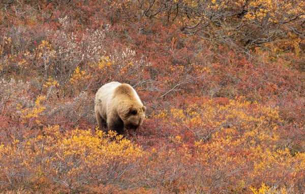 Μια Αρκούδα Grizzly Φθινόπωρο Στο Εθνικό Πάρκο Denali Aalska — Φωτογραφία Αρχείου