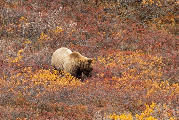 Μια Αρκούδα Grizzly Φθινόπωρο Στο Εθνικό Πάρκο Denali Aalska — Φωτογραφία Αρχείου