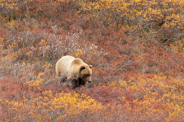 Oso Pardo Otoño Parque Nacional Denali Aalska —  Fotos de Stock