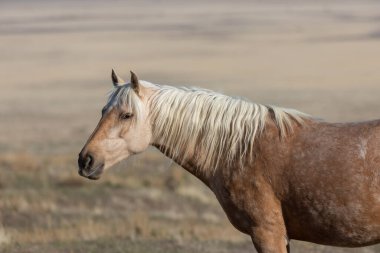 bahar Utah çöl güzel bir vahşi at